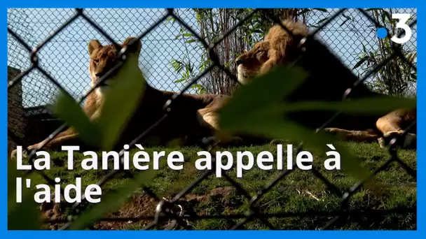 Zoo-refuge : La Tanière appelle à l'aide pour payer leurs dettes