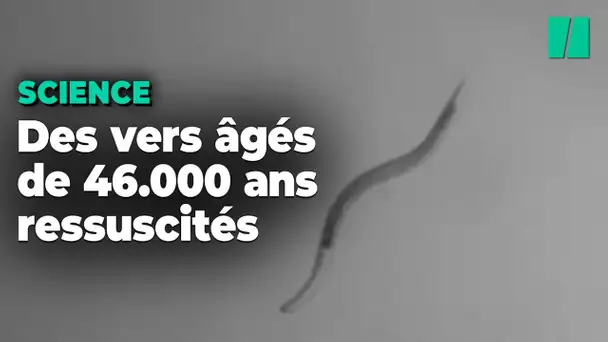Des vers ramenés à la vie 46.000 ans après avoir été enfermés dans la glace