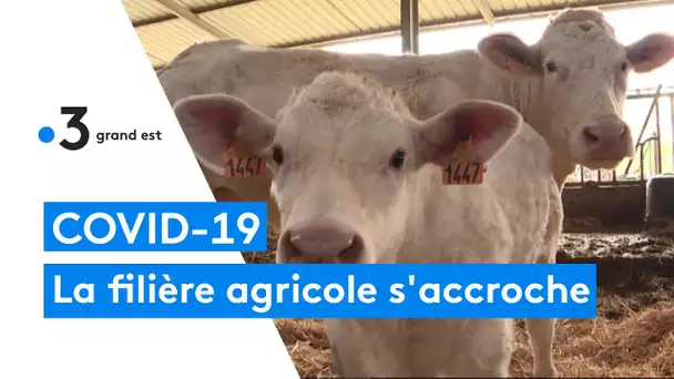 La filière agricole s'accroche, exemple dans l'Aube