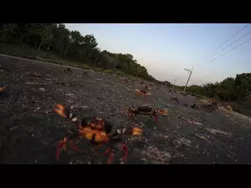 Des millions de crabes envahissent les routes à Cuba