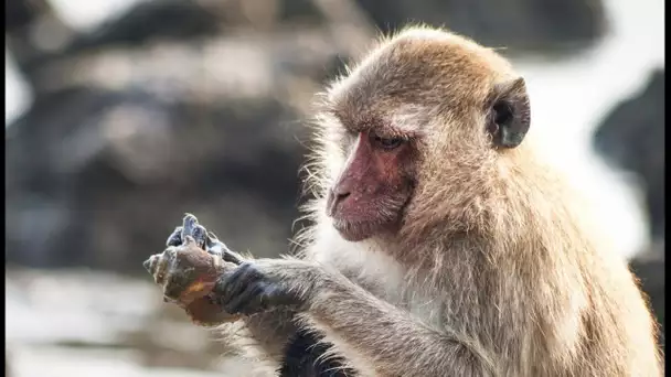 Un singe se fait un plateau de fruits de mer - ZAPPING SAUVAGE