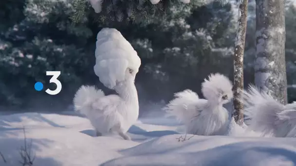 Les poules de soie : les nouvelles mascottes de France 3