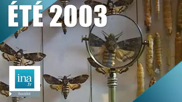Été 2003 :  les insectes clandestins de la canicule | Archive  INA