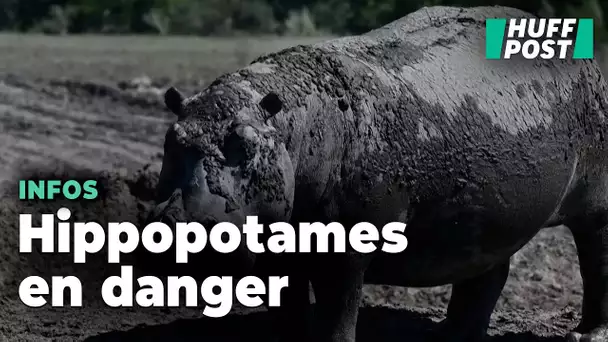 Au Botswana, des hippopotames piégés dans la boue, symbole d’une sécheresse dramatique