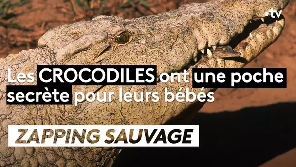 Les crocodiles ont une poche secrète pour leurs bébés - ZAPPING SAUVAGE
