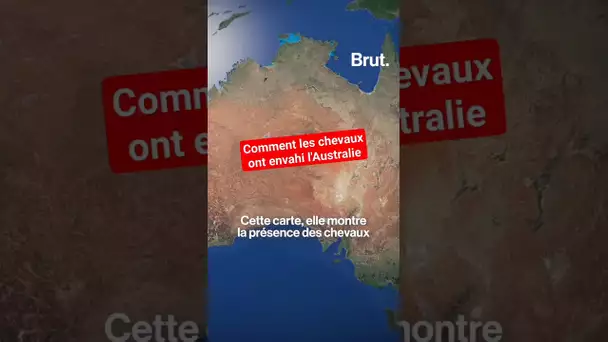 Comment les chevaux ont envahi l'Australie