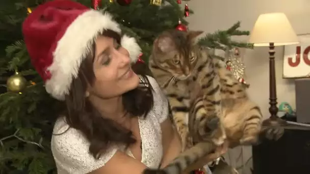 Comment gâter son animal pour Noël