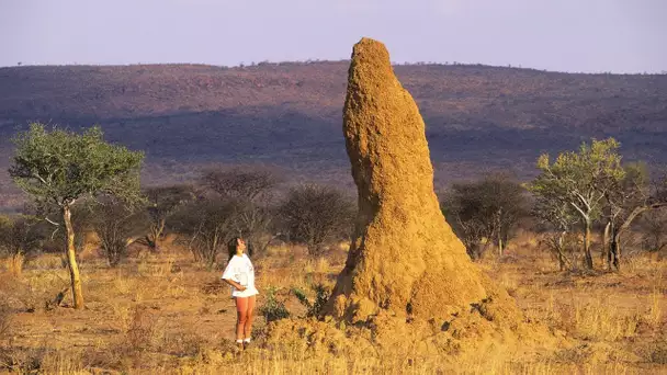 Les termites charbonnent comme jamais - ZAPPING SAUVAGE