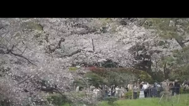 Le spectacle des cerisiers fleuris a débuté au Japon