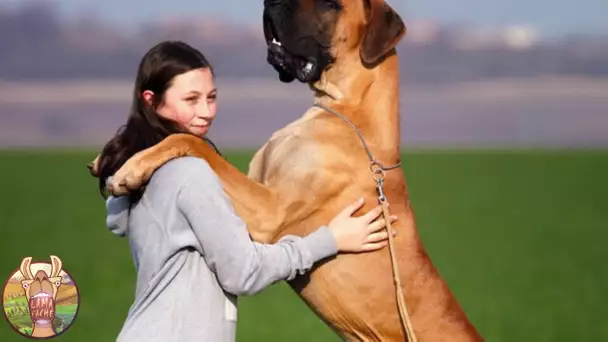 POURQUOI VOTRE CHIEN VOUS SAUTE-IL DESSUS QUAND IL VOUS VOIT?