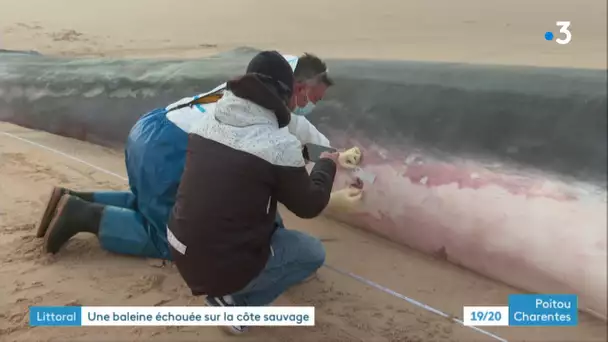 La Tremblade : une baleine échouée examinée par les scientifiques du Pelagis de La Rochelle