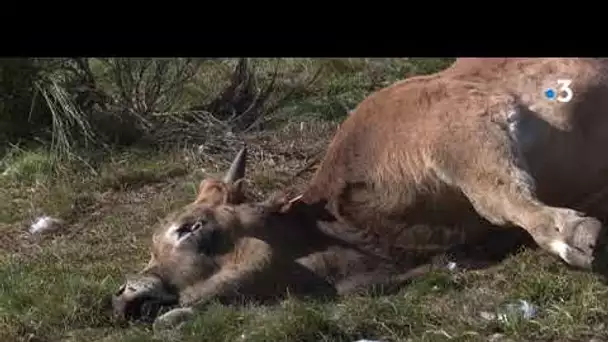 AVEYRON | Vautours : le désarroi des éleveurs sur l’Aubrac