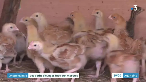 Inquiétudes des éleveurs autour d'un retour de la grippe aviaire dans les Landes