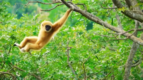 Ce gibbon est un funambule de qualité - ZAPPING SAUVAGE