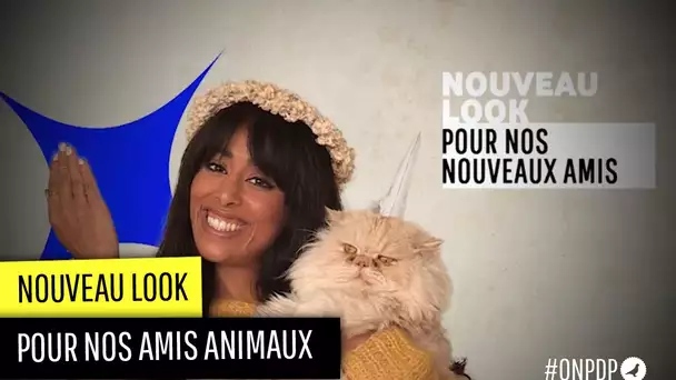 Le relooking pour animaux, une bonne idée ?