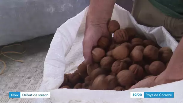 1ere récolte et 1er marché pour les noix fraiches en Corrèze