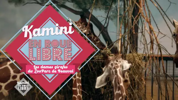 Loir-et-Cher : Kamini rencontre les dames girafes du ZooParc de Beauval