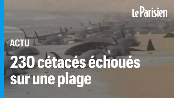 En Australie, 230 dauphins-pilotes s’échouent sur une plage