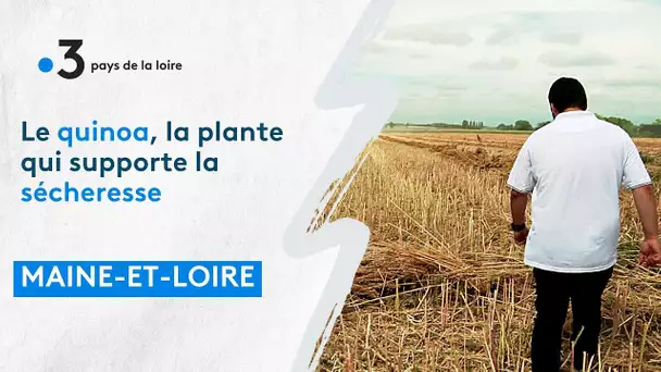 Récolte du quinoa cultivé en Maine-et-Loire