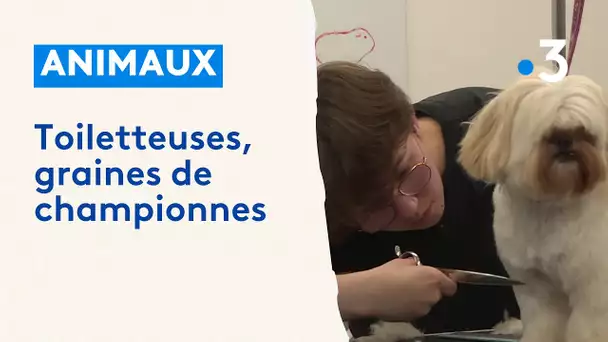 Un salon de toilettage qui a du chien