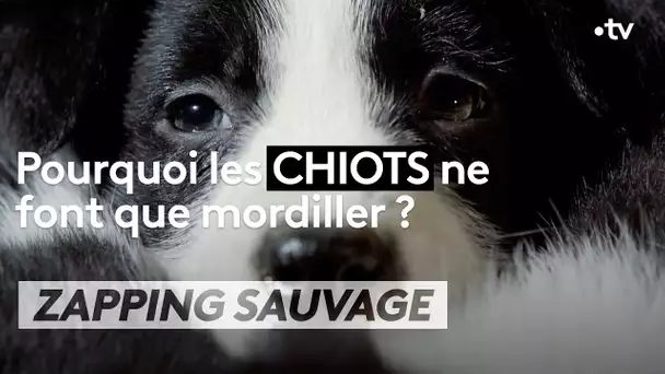 Ces chiots sont promis à un grand avenir - ZAPPING SAUVAGE