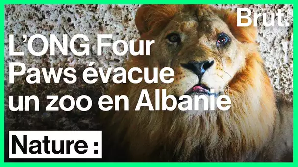 Évacuation du Safari Park Zoo en Albanie