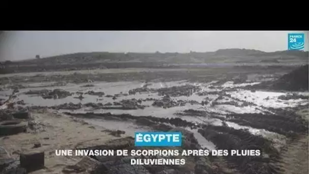 Égypte : une invasion de scorpions après des pluies diluviennes • FRANCE 24