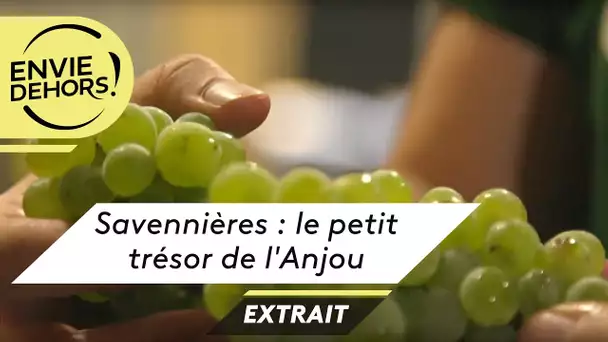 Au cœur des vendanges dans l'Anjou, un vin d'exception le Savennière [extrait Envie Dehors]