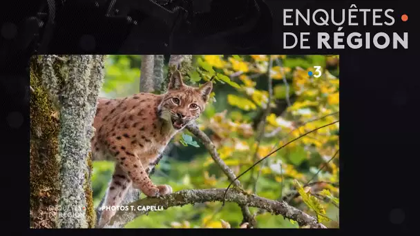 ENQUÊTES DE RÉGION. Le lynx de retour en Chartreuse