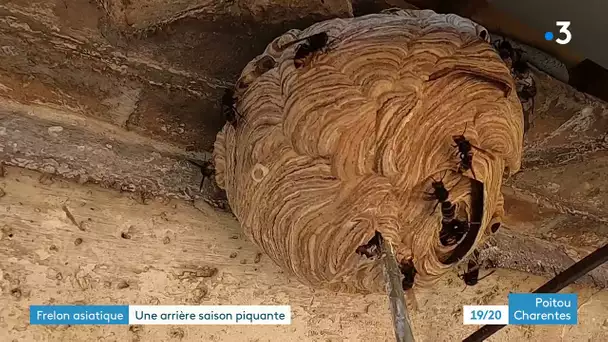 Frelon asiatique : une arrière saison piquante en Charente
