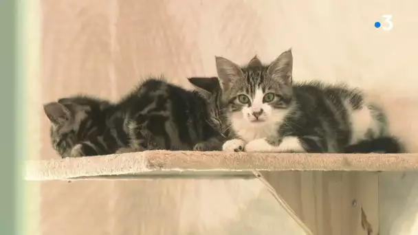 Lancement de la campagne de stérilisation des chats errants à Besançon