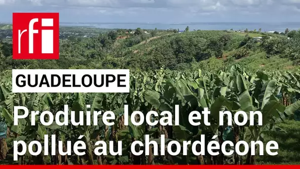 Guadeloupe : des agriculteurs s'engagent pour produire local et non pollué au chlordécone • RFI