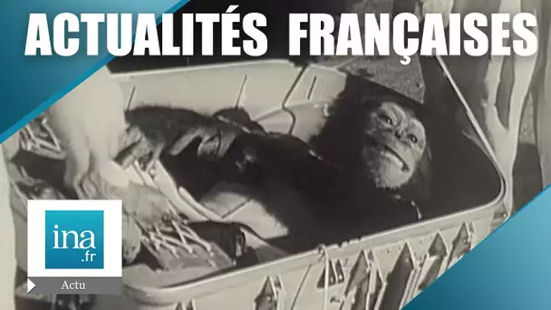 Les Actualités Françaises du 08 Février 1961 :  Un singe dans l'espace | Archive INA
