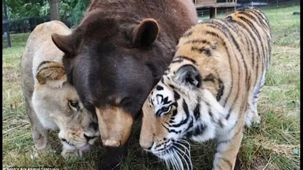 Belle amitié entre tigre, ours et lion - ZAPPING SAUVAGE