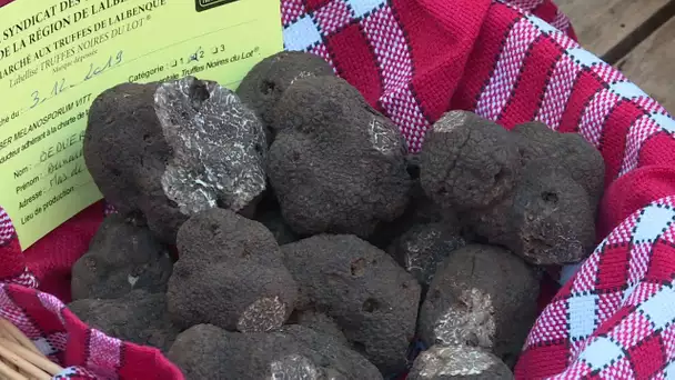 La truffe noire du Quercy inscrite au patrimoine culturel immateriel de la France