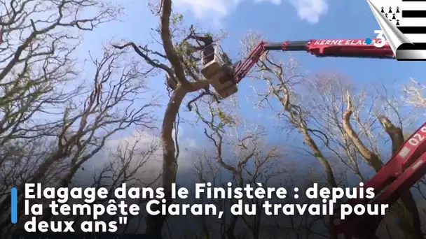 Elagage dans le Finistère : depuis la tempête Ciaran, du travail pour deux ans"