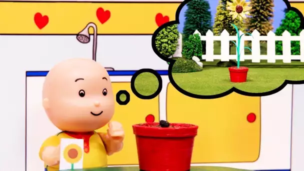 Caillou et le Tournesol | Caillou en Français