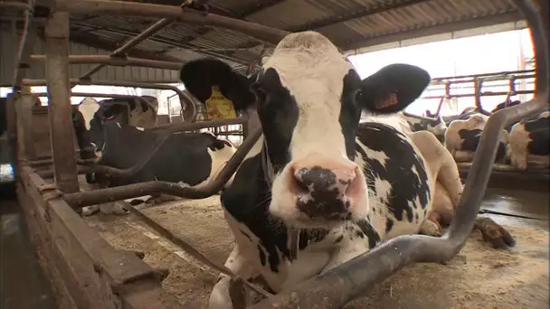 Des vaches connectées en wifi