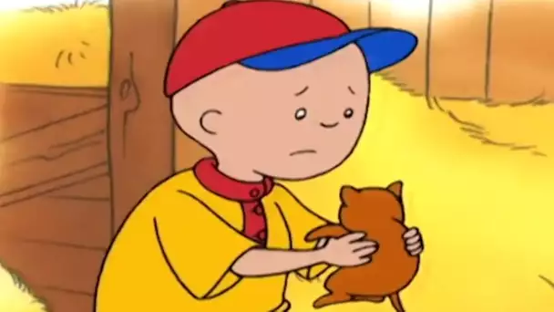 Caillou et les Chatons | Caillou en Français