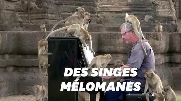 Il joue du piano pour des singes affamés en Thaïlande