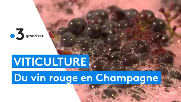 Du vin rouge en Champagne, le vin de Cumières