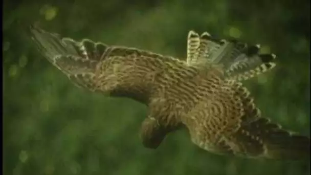 Les créatures planantes : la conquête de l&#039;air - Documentaire animalier