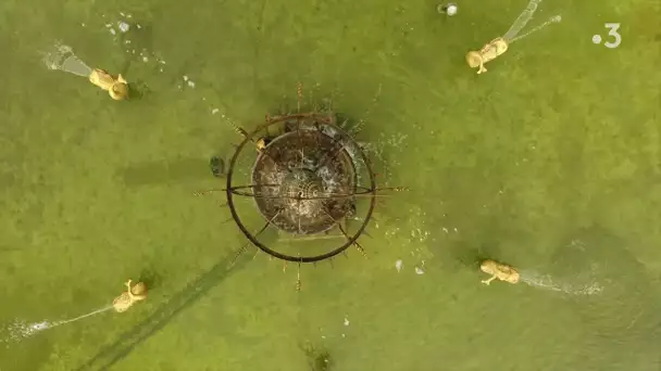 Mon jardin en Normandie - épisode 5 : le domaine du Champ de Bataille, raconté par Patrick Pottier