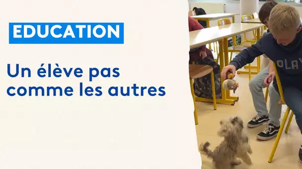 Le chien Ubert, la mascotte du collège d’Avesnelles