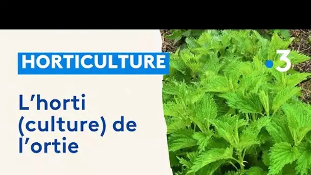 L'école d'horticulture de Roville-aux-Chênes cultive l'ortie