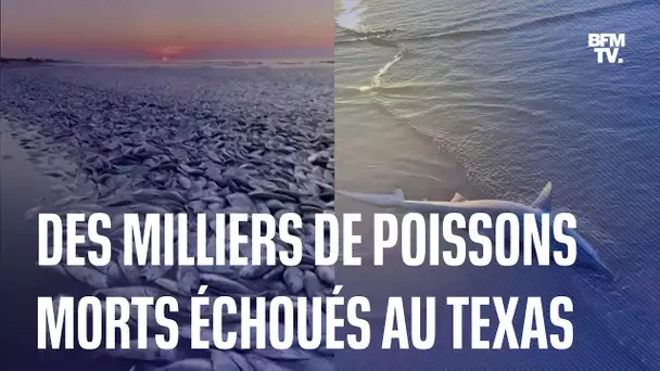 Des dizaines de milliers de poissons retrouvés morts sur une plage au Texas