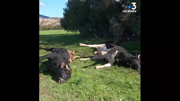 Un troupeau de vaches mortes sur la commune de Palasca (Haute-Corse).