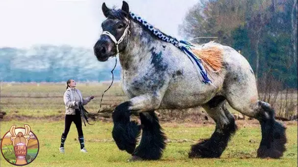 Les Chevaux Les Plus Grands du Monde