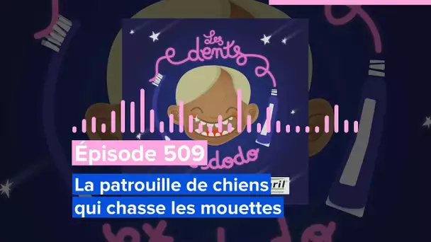 Les dents et dodo - Épisode 509: La patrouille de chiens qui chasse les mouettes