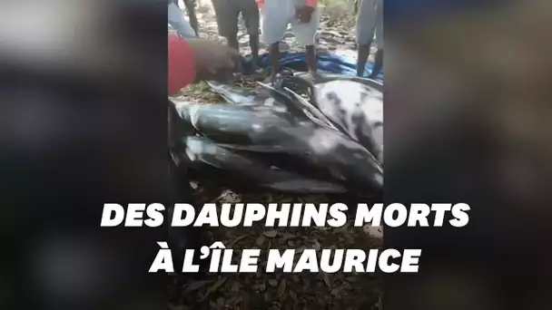 A l'île Maurice, une vingtaine de dauphins retrouvés morts